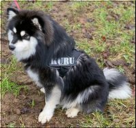 Kuru 
