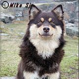 Sirkka 