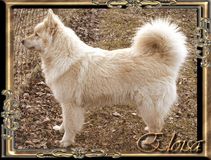 Fairdogs Eloisa 