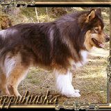 FAR Vappuhuiska