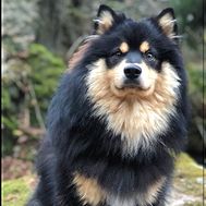 Putte