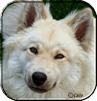 Fairdogs Eloisa