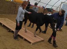 Pony-Agility (b)