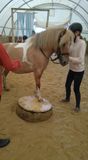 Pony-Agility (c)