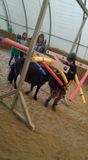 Pony-Agility (e)