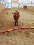 Pony-Agility (h)