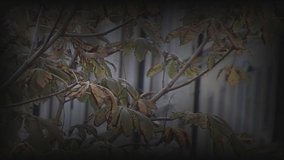 Video still from Did You See That Bird by Bo G Svensson