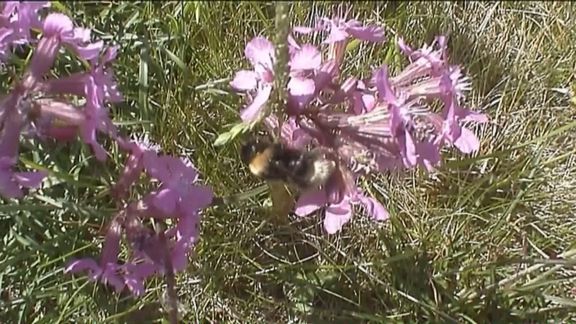 Video still from Metaphors by Bo G Svensson