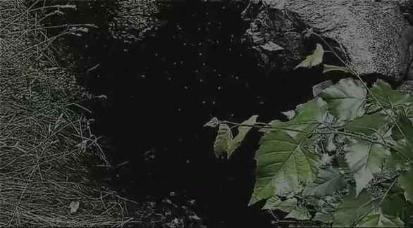 Video still fromThe Nocturnal Soundscape... by Bo G Svensson