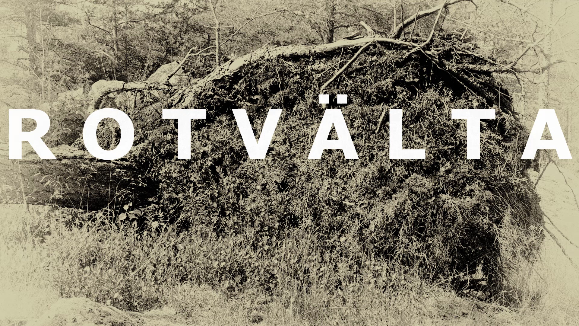 Video still from Rotvälta/Uprooted tree.