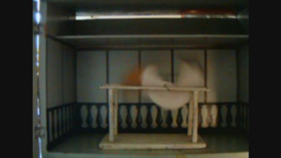 Video still from Nature Through Urban Life by Bo G Svensson