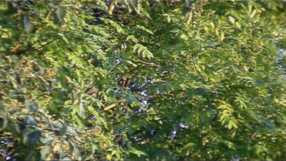 Video still from Nature Through Urban Life by Bo G Svensson