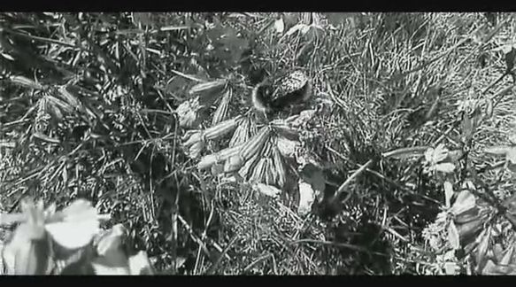 Video still from Impercebtibly Shifts Everyday... by Bo G Svensson