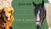 Prins & Paard: Kindertherapie met hond en paard