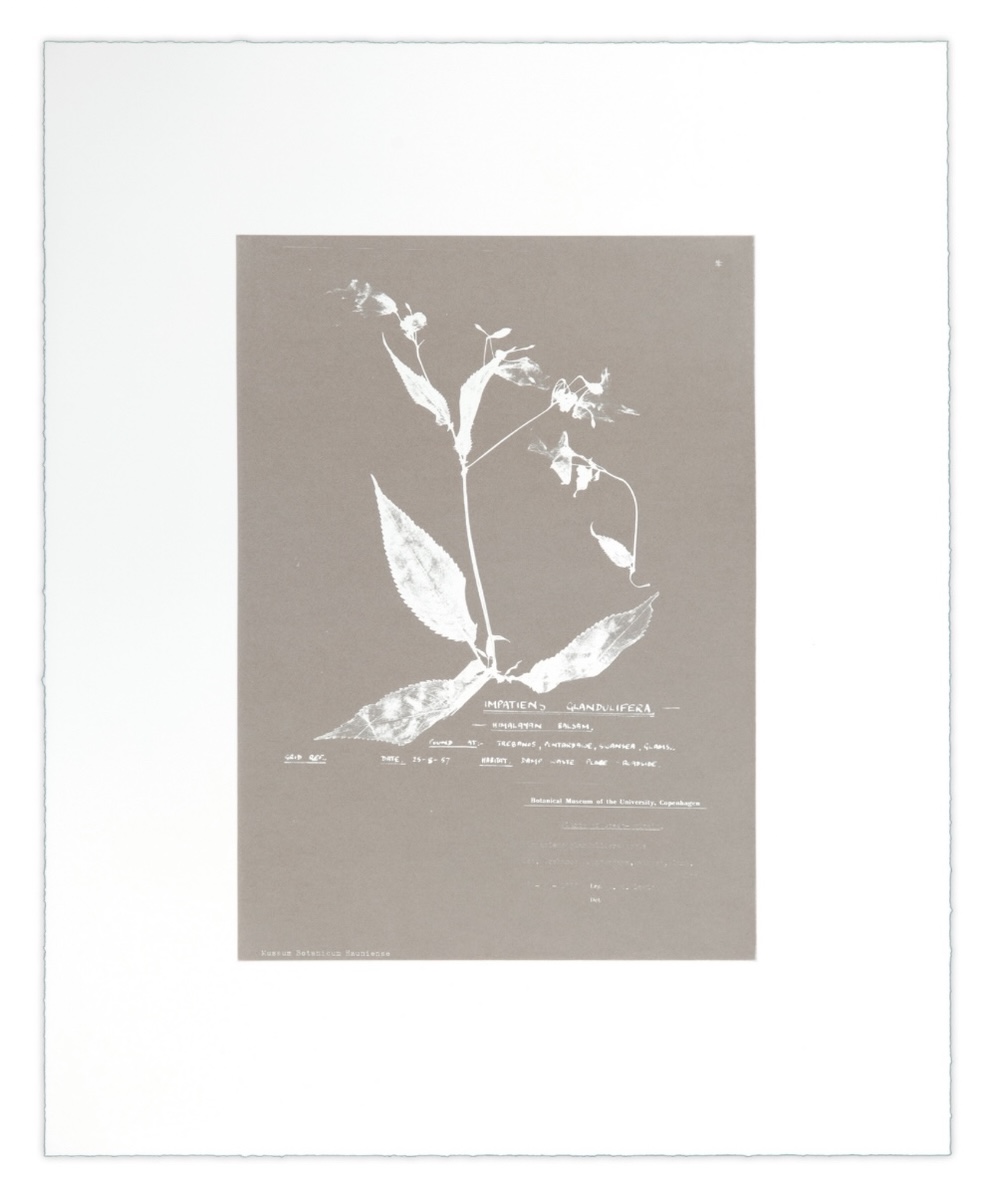Nicolai Howalt, 'Herbarium (II)'