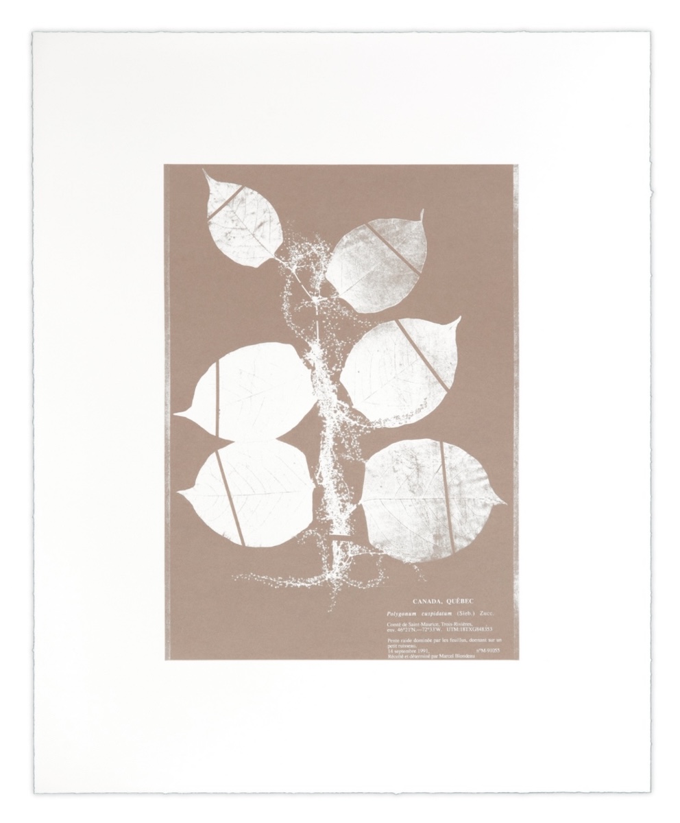 Nicolai Howalt, 'Herbarium (IV)'
