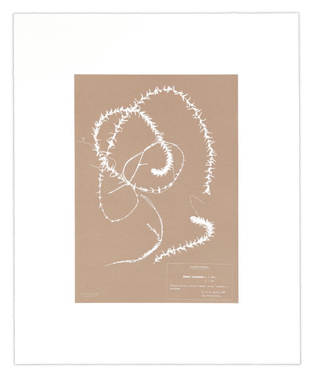 Nicolai Howalt, 'Herbarium (IV)'