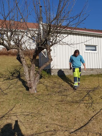Beskjæring 2020 2