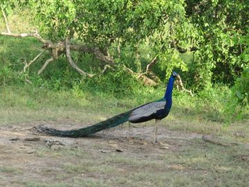 IMG_5668