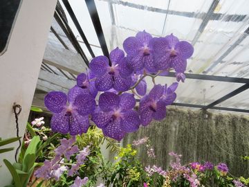 IMG_6312SL