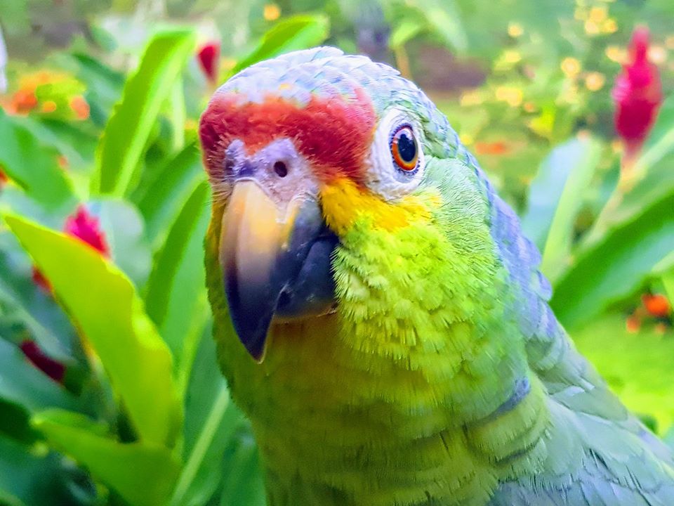 Parrot Costa Rica