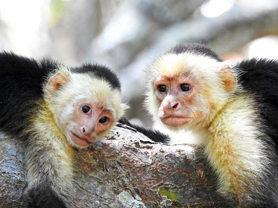 White faced capuchin Costa Rica