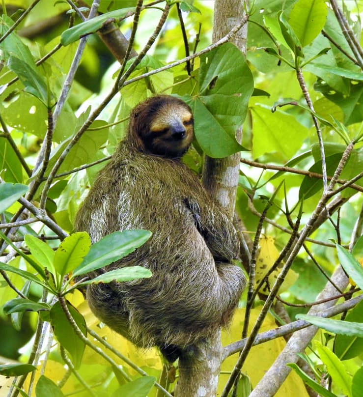 Sloth Costa Rica