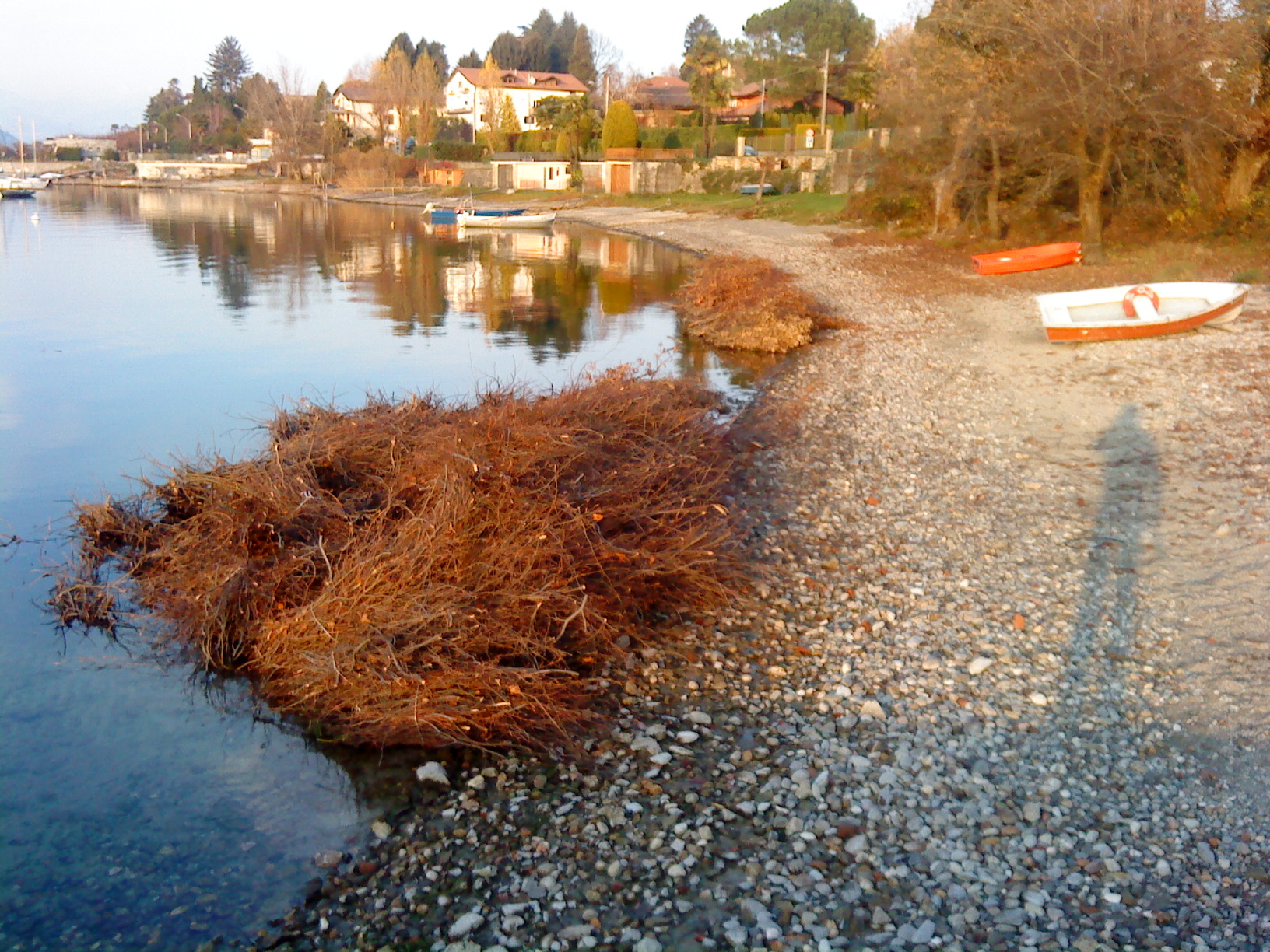 Legnaie2009