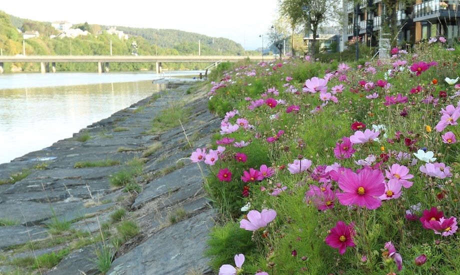 Sensommeren 2018 i blomsterenga.
