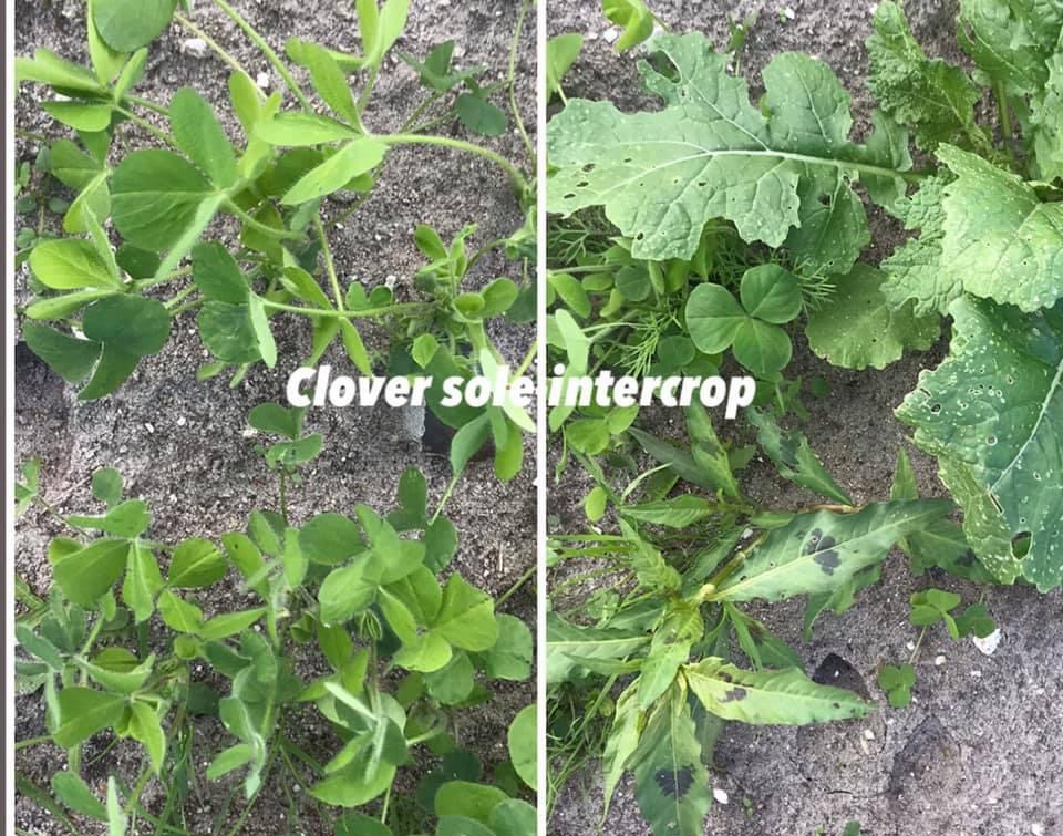 Intercropping