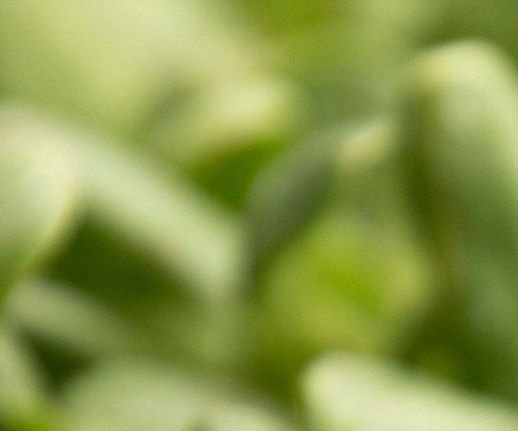 Solsikke / Sunflower