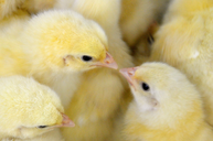 Chicks