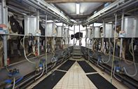 Ruminants