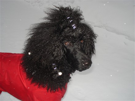 07.03.2009: Sheeba ute å går tur med "klær" på.