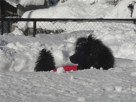 Februar 2009: Sheeba ute i hagen.