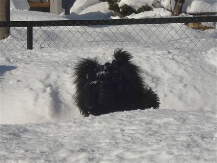 Februar 2009: Sheeba ute i hagen.