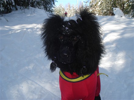 Vinterferien/februar 2009: Sheeba ute på skitur på Eggemoen sammen med Daniel og Mona.