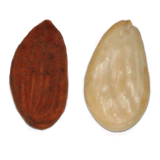 Avola amandel: Pizzuta variant 