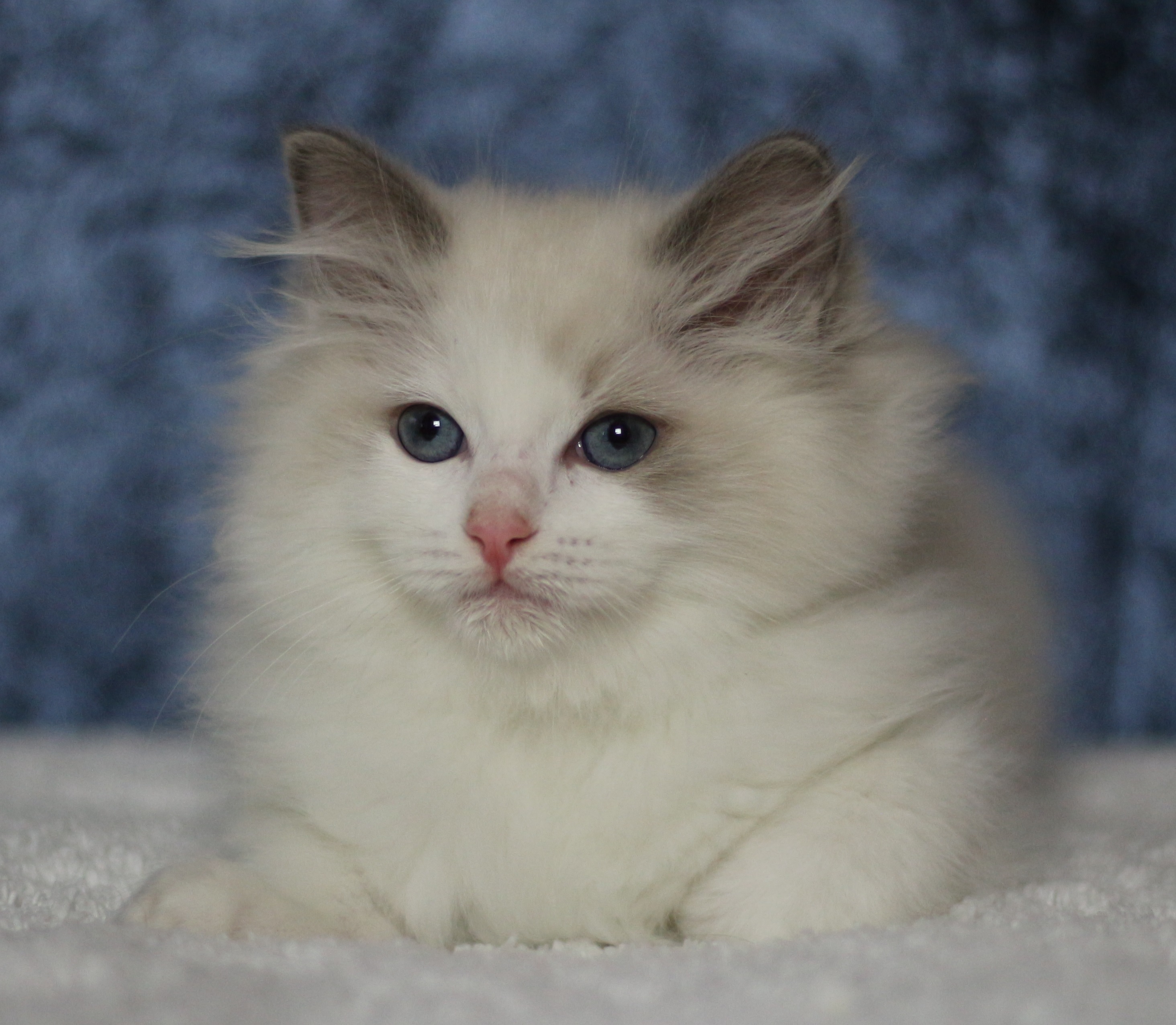 Marshmallow (10,5 veckor)