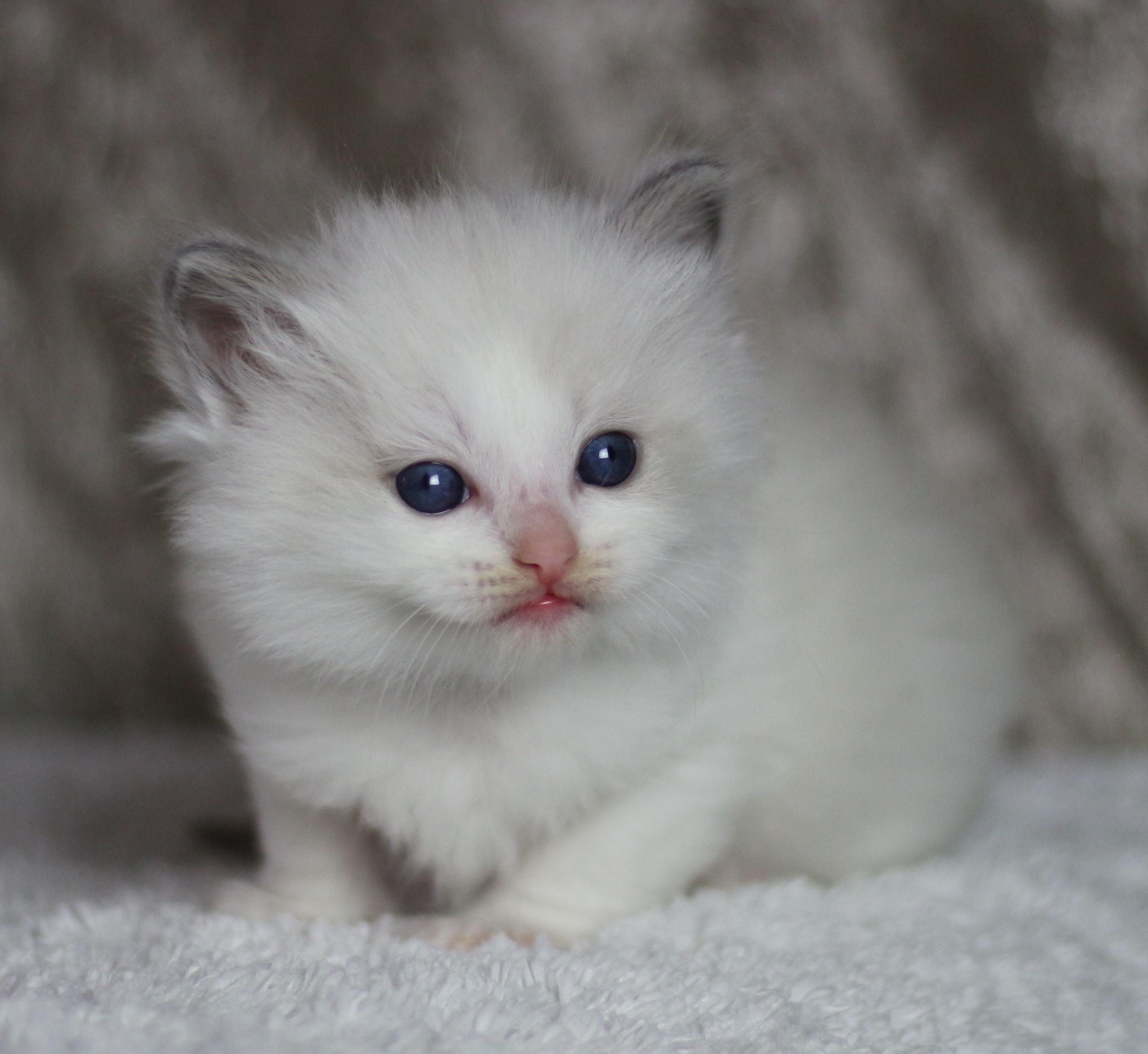 Marshmallow (4,5 veckor)