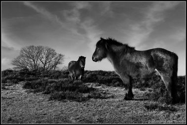 horses-in-dollerup-7-web