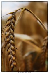 IMG_0643-web