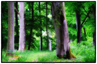 DSCF2838-digitalforest-web