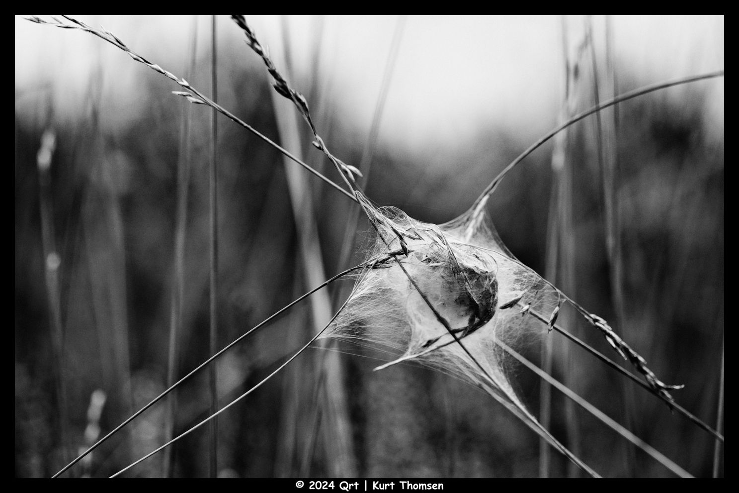DSCF6204.JPG-bw-border