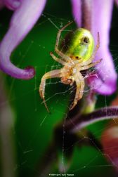greenspider-web
