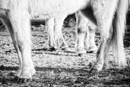 DSCF9010-v1a-web