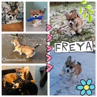 Freya - teefje