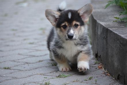 Nolanpup4