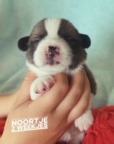 Noortje17
