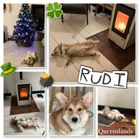 Rudi - reu